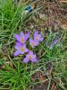 Der Frühling