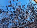 Maler Frühling