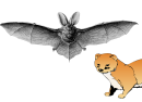 Die Fledermaus