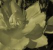 Du bist wie eine Blume