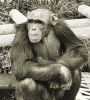 Der ungehörige Bonobo
