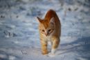 A, B, C, die Katze lief im Schnee