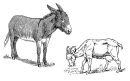 Der Esel und die Ziege