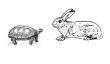 Die Schildkröte und der Hase