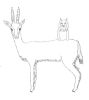 Die Gazelle und die Eule