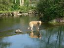 Vom Hunde