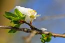 April, April, der weiß nicht, was er will