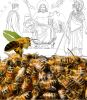 Jupiter und die Bienen