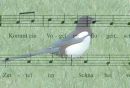 Kommt ein Vogel geflogen