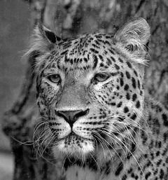 Panther im Jardin des Plantes de Paris, fotografiert in Nov. 2006 von Marie-Lan Nguyen