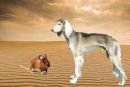 Die schlaue Wüstenmaus und der Saluki