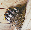 Das Vogelnest