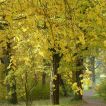 Deutscher Wald