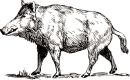 Das Wildschwein und sein Freund